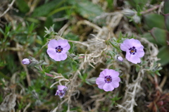 Phlox douglasii