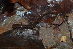 Desmognathus ocoee