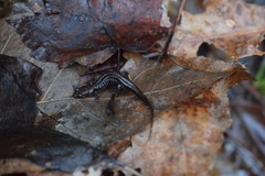 Desmognathus ocoee