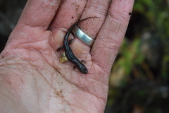 Desmognathus ocoee
