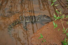 Caiman