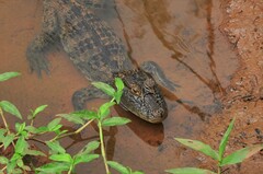 Caiman