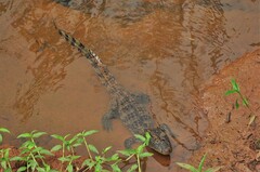 Caiman
