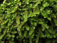 Saccogyna viticulosa