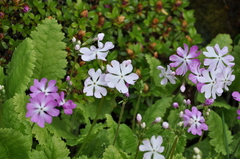 Primula sieboldii