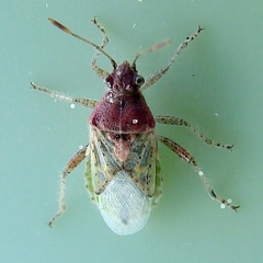 Arhyssus lateralis