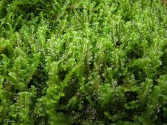 Saccogyna viticulosa