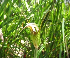 Pterostylis reflexa