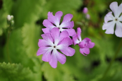 Primula sieboldii