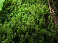 Saccogyna viticulosa