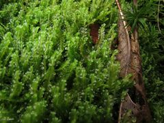 Saccogyna viticulosa