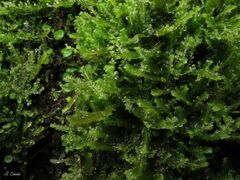 Saccogyna viticulosa