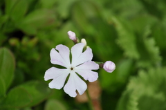 Primula sieboldii