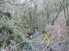 Saccogyna viticulosa