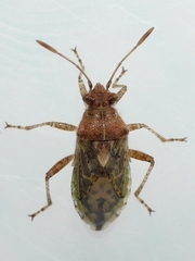 Arhyssus lateralis