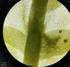 Saccogyna viticulosa