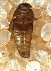 Ptiliidae