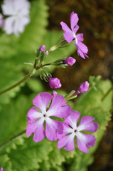 Primula sieboldii