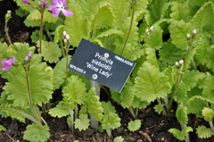 Primula sieboldii