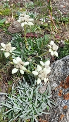Leontopodium ochroleucum