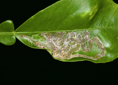 Phyllocnistis citrella