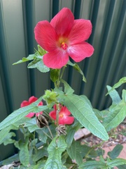 Abelmoschus moschatus tuberosus