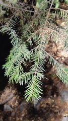 Abies durangensis