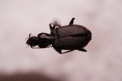 Platynus decentis
