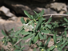 Lonicera pyrenaica