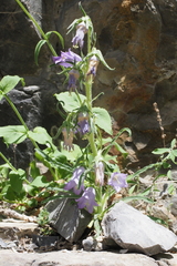 Campanula speciosa