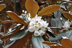 Rhododendron arizelum