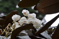 Rhododendron arizelum