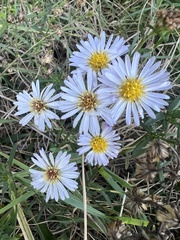 Symphyotrichum simmondsii