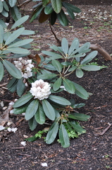 Rhododendron arizelum