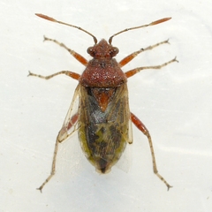 Arhyssus lateralis