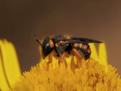 Pseudoanthidium