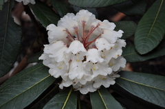 Rhododendron arizelum