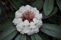 Rhododendron arizelum