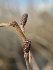 Alnus maritima