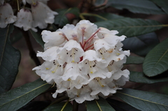 Rhododendron arizelum