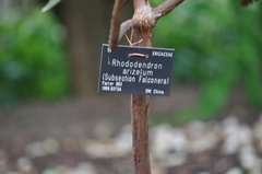 Rhododendron arizelum