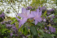 Rhododendron augustinii