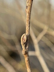 Alnus maritima