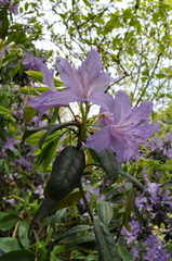 Rhododendron augustinii