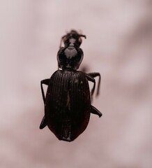 Platynus decentis