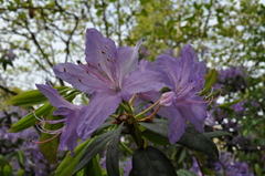 Rhododendron augustinii
