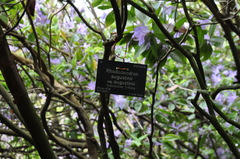 Rhododendron augustinii