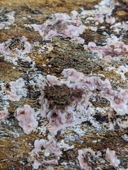 Chondrostereum purpureum