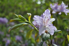 Rhododendron augustinii