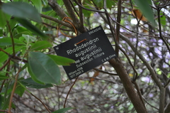Rhododendron augustinii